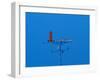 Low angle view of weather vane-null-Framed Photographic Print