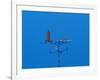 Low angle view of weather vane-null-Framed Photographic Print