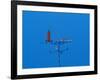 Low angle view of weather vane-null-Framed Photographic Print