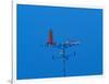 Low angle view of weather vane-null-Framed Photographic Print