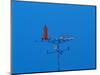 Low angle view of weather vane-null-Mounted Photographic Print