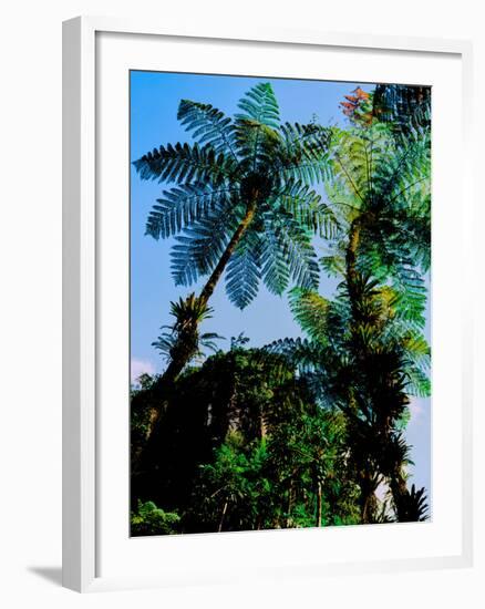 Low angle view of West Indian treefern (Cyathea arborea), Papillote Wilderness Retreat, Dominica-null-Framed Photographic Print