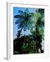 Low angle view of West Indian treefern (Cyathea arborea), Papillote Wilderness Retreat, Dominica-null-Framed Photographic Print