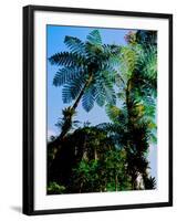 Low angle view of West Indian treefern (Cyathea arborea), Papillote Wilderness Retreat, Dominica-null-Framed Photographic Print