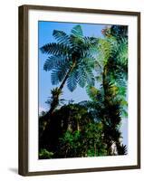 Low angle view of West Indian treefern (Cyathea arborea), Papillote Wilderness Retreat, Dominica-null-Framed Photographic Print