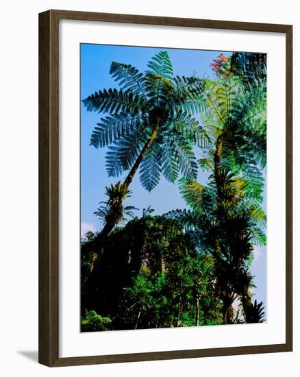 Low angle view of West Indian treefern (Cyathea arborea), Papillote Wilderness Retreat, Dominica-null-Framed Photographic Print