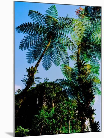 Low angle view of West Indian treefern (Cyathea arborea), Papillote Wilderness Retreat, Dominica-null-Mounted Photographic Print