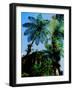 Low angle view of West Indian treefern (Cyathea arborea), Papillote Wilderness Retreat, Dominica-null-Framed Photographic Print