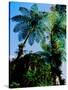 Low angle view of West Indian treefern (Cyathea arborea), Papillote Wilderness Retreat, Dominica-null-Stretched Canvas