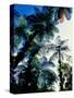 Low angle view of West Indian treefern (Cyathea arborea), Papillote Wilderness Retreat, Dominica-null-Stretched Canvas