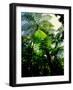 Low angle view of West Indian treefern (Cyathea arborea), Papillote Wilderness Retreat, Dominica-null-Framed Photographic Print