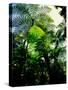 Low angle view of West Indian treefern (Cyathea arborea), Papillote Wilderness Retreat, Dominica-null-Stretched Canvas