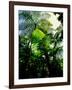 Low angle view of West Indian treefern (Cyathea arborea), Papillote Wilderness Retreat, Dominica-null-Framed Photographic Print