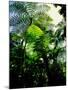 Low angle view of West Indian treefern (Cyathea arborea), Papillote Wilderness Retreat, Dominica-null-Mounted Photographic Print