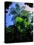 Low angle view of West Indian treefern (Cyathea arborea), Papillote Wilderness Retreat, Dominica-null-Stretched Canvas