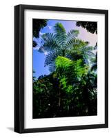 Low angle view of West Indian treefern (Cyathea arborea), Papillote Wilderness Retreat, Dominica-null-Framed Photographic Print