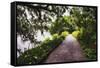 Low Country Walking Path, Charleston,SC-George Oze-Framed Stretched Canvas