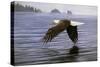 Low Flight Bald Eagle-Jeremy Paul-Stretched Canvas