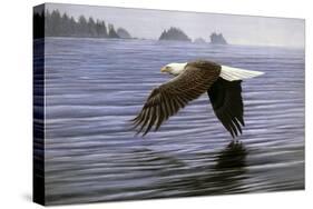 Low Flight Bald Eagle-Jeremy Paul-Stretched Canvas