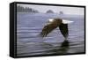 Low Flight Bald Eagle-Jeremy Paul-Framed Stretched Canvas