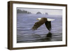 Low Flight Bald Eagle-Jeremy Paul-Framed Giclee Print