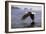 Low Flight Bald Eagle-Jeremy Paul-Framed Giclee Print