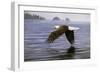 Low Flight Bald Eagle-Jeremy Paul-Framed Giclee Print