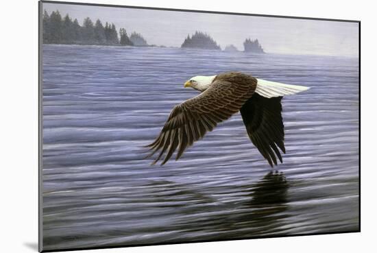 Low Flight Bald Eagle-Jeremy Paul-Mounted Giclee Print