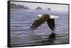 Low Flight Bald Eagle-Jeremy Paul-Framed Stretched Canvas