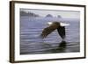 Low Flight Bald Eagle-Jeremy Paul-Framed Giclee Print