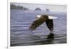 Low Flight Bald Eagle-Jeremy Paul-Framed Giclee Print