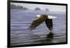 Low Flight Bald Eagle-Jeremy Paul-Framed Giclee Print