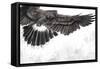 Low-Flying Eagle Illustration over Artistic Background, Made with Digital Tablet-outsiderzone-Framed Stretched Canvas