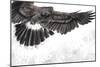 Low-Flying Eagle Illustration over Artistic Background, Made with Digital Tablet-outsiderzone-Mounted Premium Giclee Print