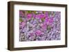 Low growing phlox, Chanticleer Garden, Wayne, Pennsylvania.-Darrell Gulin-Framed Photographic Print