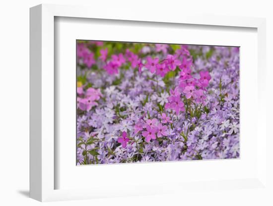 Low growing phlox, Chanticleer Garden, Wayne, Pennsylvania.-Darrell Gulin-Framed Photographic Print