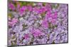 Low growing phlox, Chanticleer Garden, Wayne, Pennsylvania.-Darrell Gulin-Mounted Photographic Print