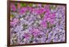 Low growing phlox, Chanticleer Garden, Wayne, Pennsylvania.-Darrell Gulin-Framed Photographic Print