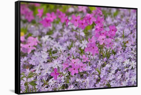 Low growing phlox, Chanticleer Garden, Wayne, Pennsylvania.-Darrell Gulin-Framed Stretched Canvas