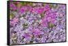 Low growing phlox, Chanticleer Garden, Wayne, Pennsylvania.-Darrell Gulin-Framed Stretched Canvas