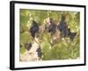 Low Hanging Fruit-George Johnson-Framed Photographic Print