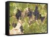 Low Hanging Fruit-George Johnson-Framed Stretched Canvas