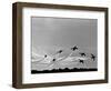 Low Level Flat. Obomb Bursto RAF Aerobatics Team the Red Arrows, November 1969-null-Framed Photographic Print