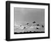 Low Level Flat. Obomb Bursto RAF Aerobatics Team the Red Arrows, November 1969-null-Framed Photographic Print