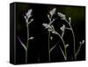 Low Light and the Deadly Meadow Death Camas in Western Montana-Steven Gnam-Framed Stretched Canvas