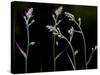 Low Light and the Deadly Meadow Death Camas in Western Montana-Steven Gnam-Stretched Canvas