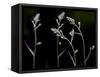 Low Light and the Deadly Meadow Death Camas in Western Montana-Steven Gnam-Framed Stretched Canvas