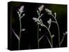 Low Light and the Deadly Meadow Death Camas in Western Montana-Steven Gnam-Stretched Canvas