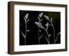 Low Light and the Deadly Meadow Death Camas in Western Montana-Steven Gnam-Framed Photographic Print