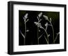 Low Light and the Deadly Meadow Death Camas in Western Montana-Steven Gnam-Framed Photographic Print